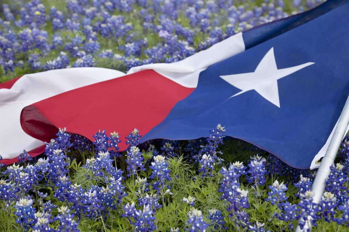Texas flag 