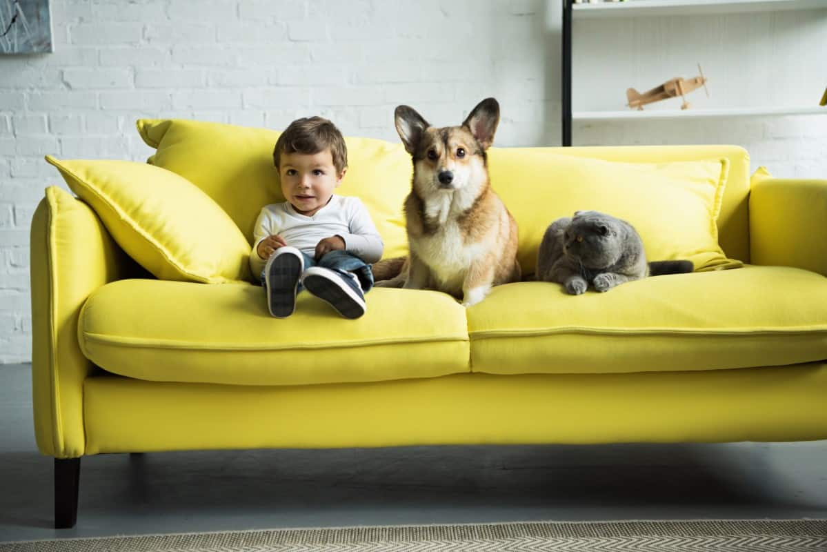Kid, dog and cat on sofa.
