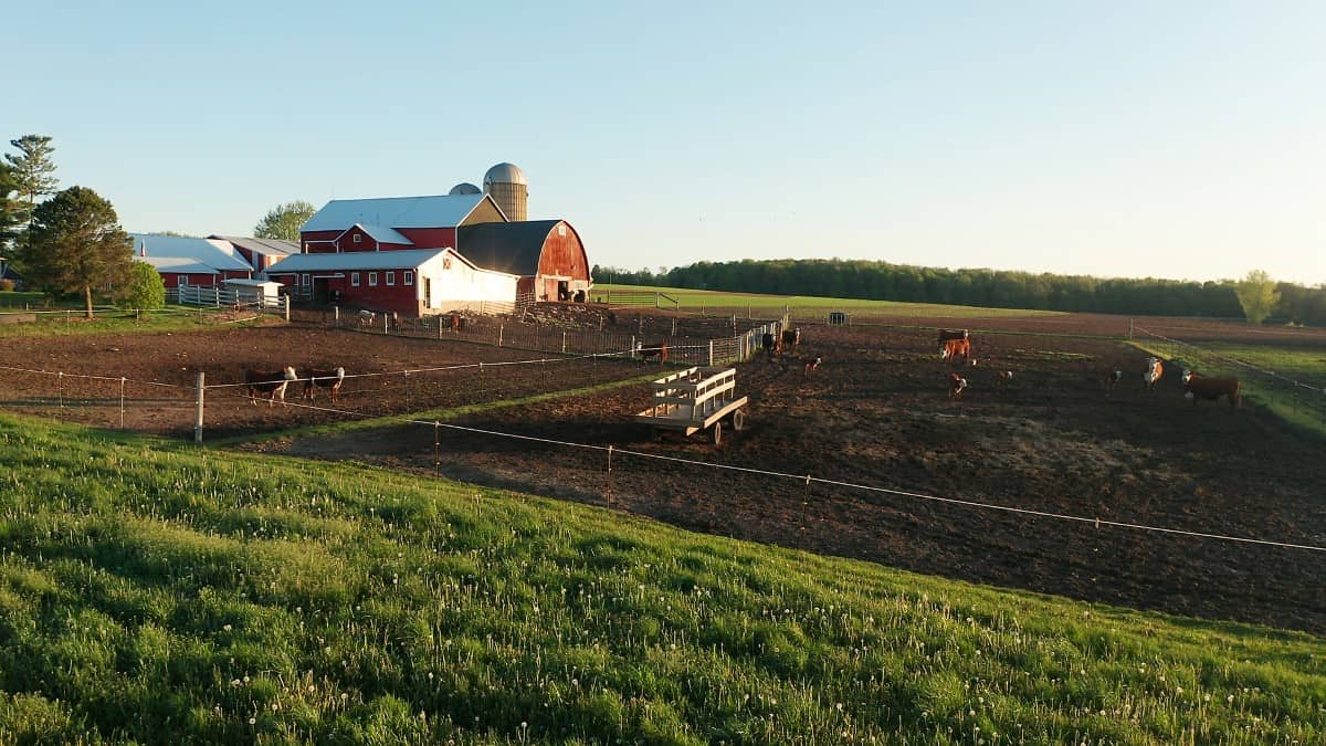 Aerial view of american countryside landscape. Farm, red barn, cows. Rural scenery, farmland. Sunny morning, spring summer season