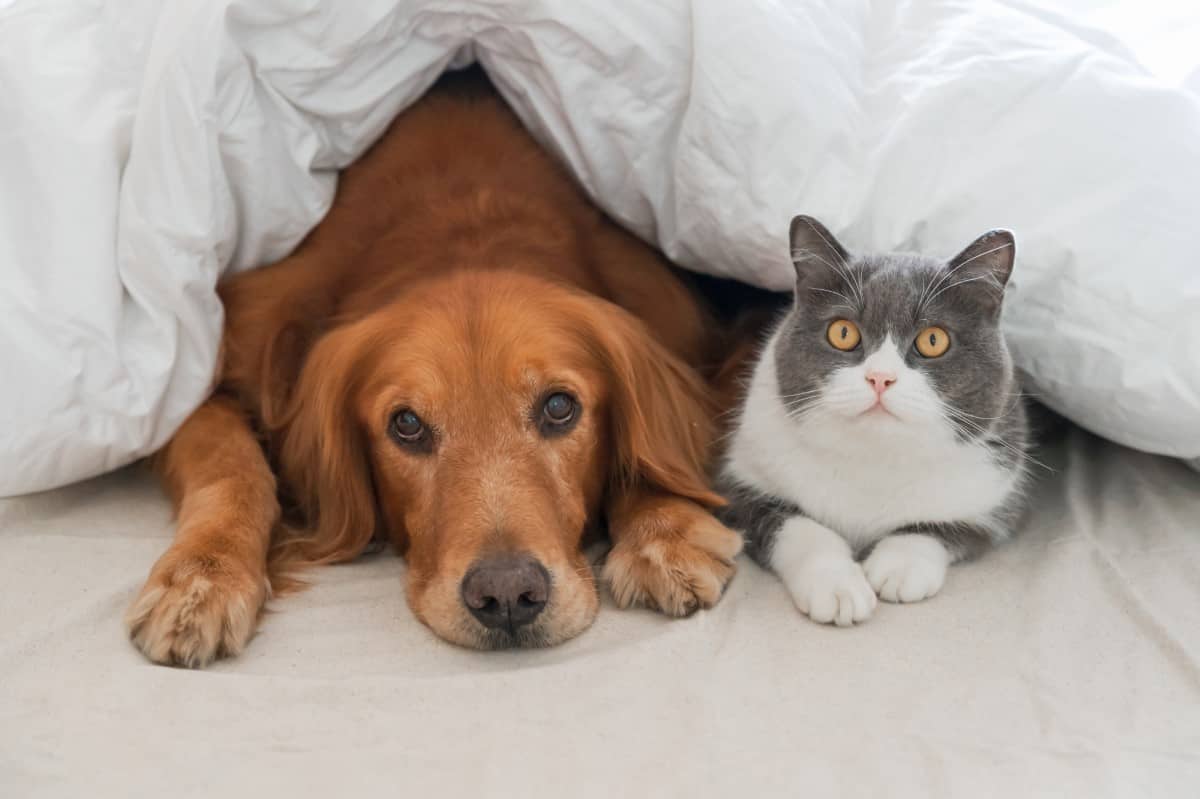 Golden Retriever and British Shorthair in the bed together